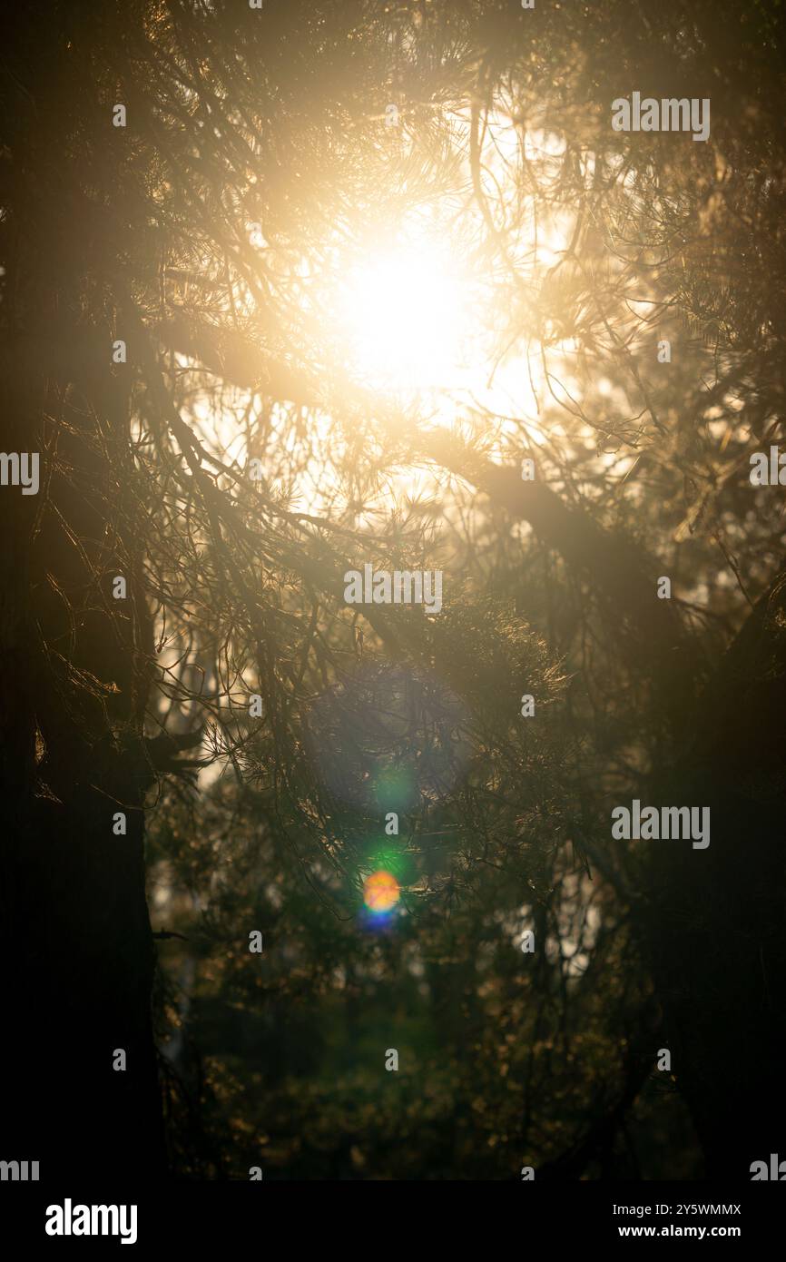 the sun shines through the branches of the Christmas tree Stock Photo