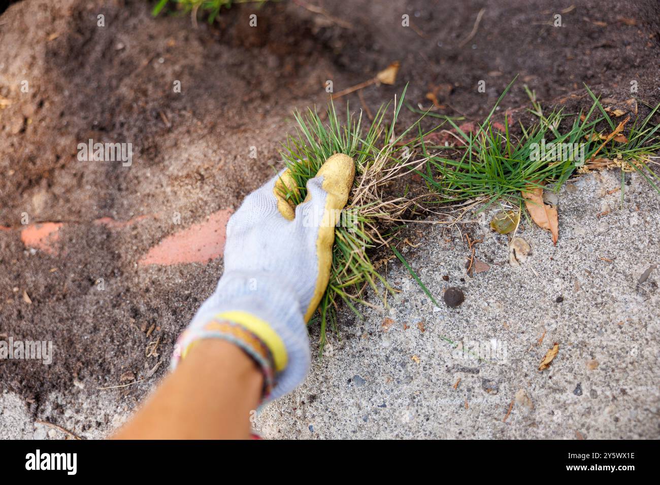 Close-up of a hand wearing a glove pulling out weeds from the cracks in ...