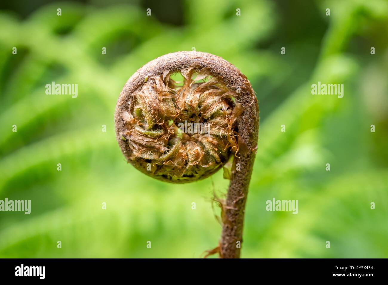 Uk fern species hi-res stock photography and images - Alamy