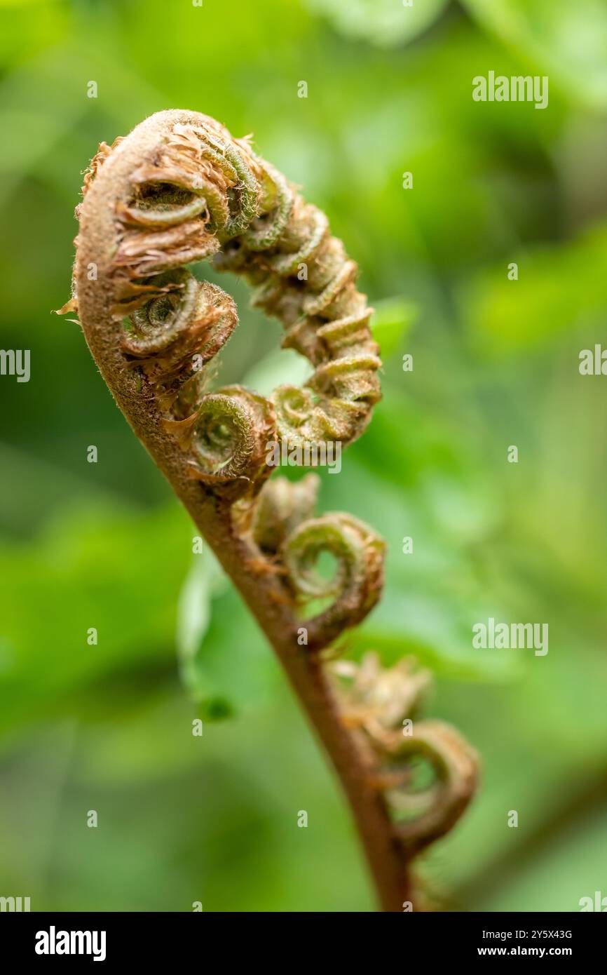 Uk fern species hi-res stock photography and images - Alamy
