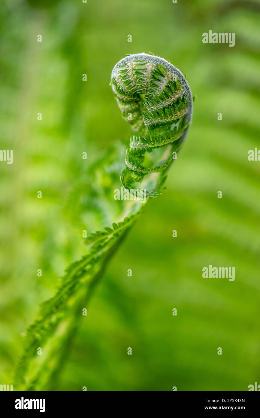 Uk fern species hi-res stock photography and images - Alamy