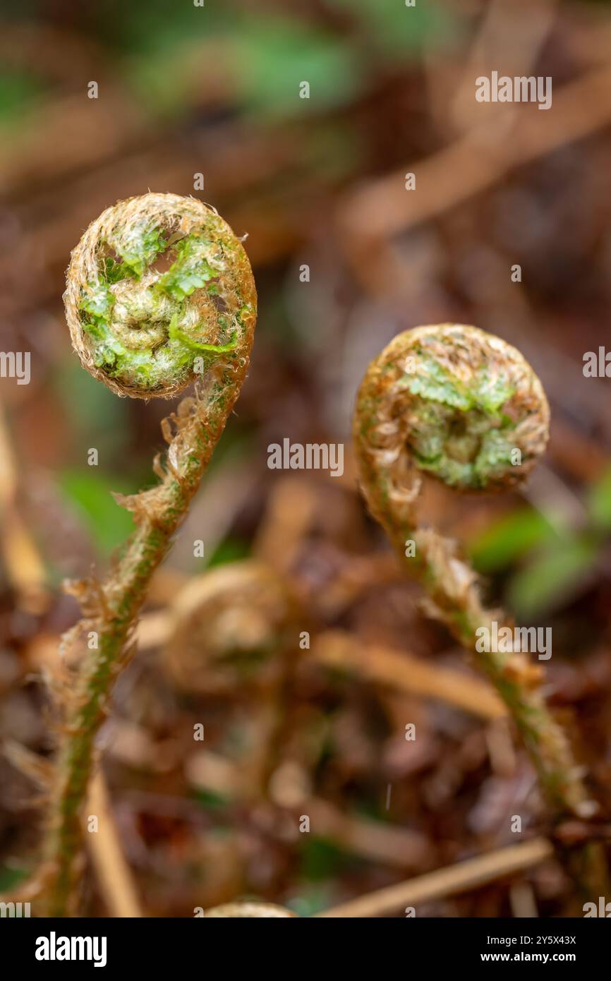 Uk fern species hi-res stock photography and images - Alamy