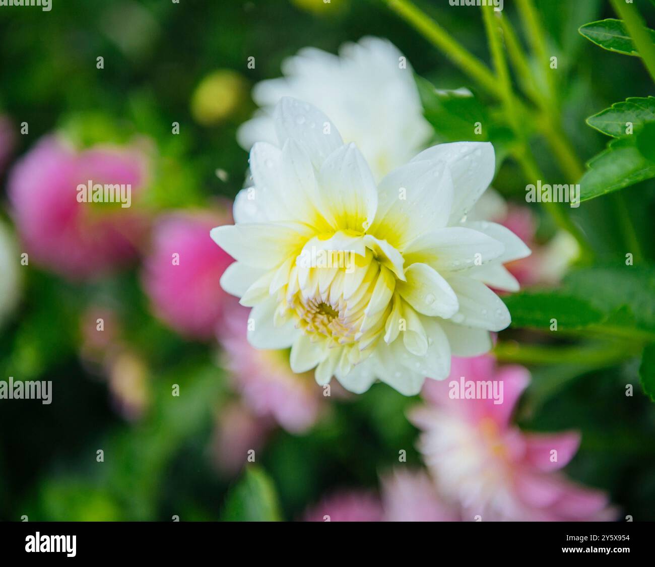Pink flowers yellow center hi-res stock photography and images - Alamy
