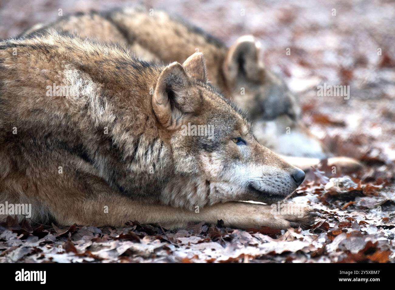 Wölfe im Spätherbst Wölfe Grauwölfe *** Wolves in late fall Wolves Gray wolves Stock Photo