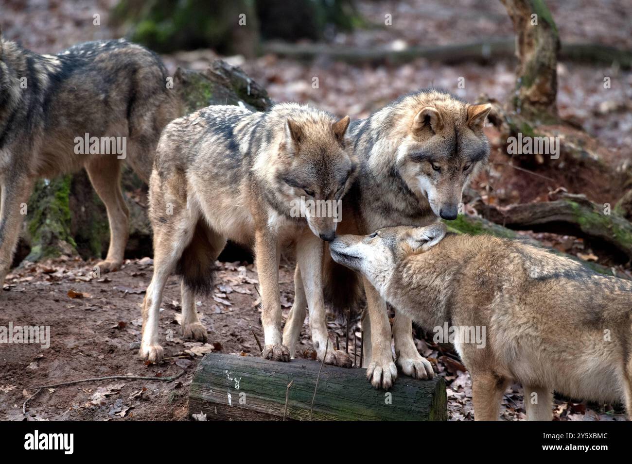 Wölfe im Spätherbst Wölfe Grauwölfe *** Wolves in late fall Wolves Gray wolves Stock Photo