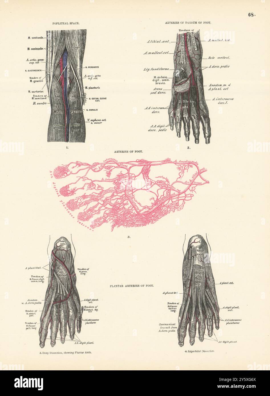 Anatomy. Popliteal Space, Dorsum & Foot Arteries 1880 old antique print Stock Photo