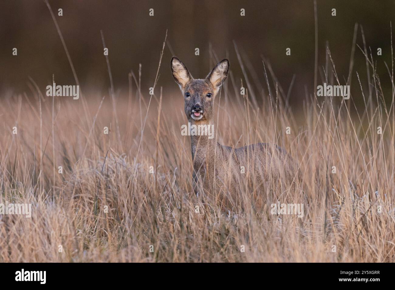 Adorable roe deer doe hi-res stock photography and images - Alamy