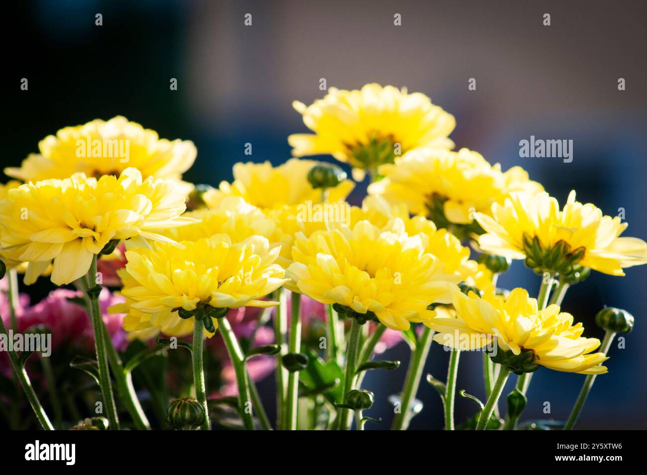 Gelbe Chrysanthemen Stock Photo