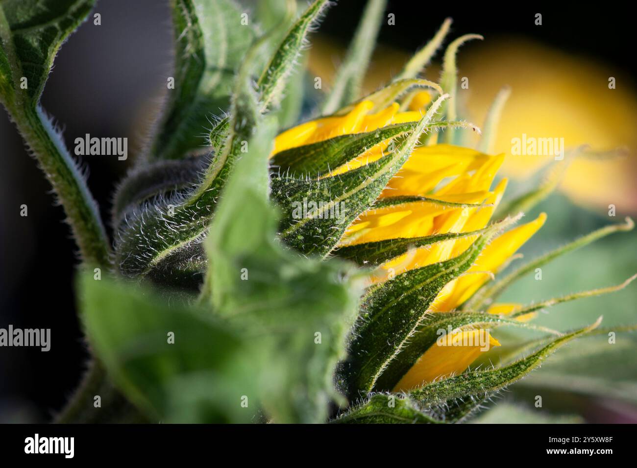 ���ǲԲԱ�Բ����ܳ���Բ���ü�ٱ� Stock Photo