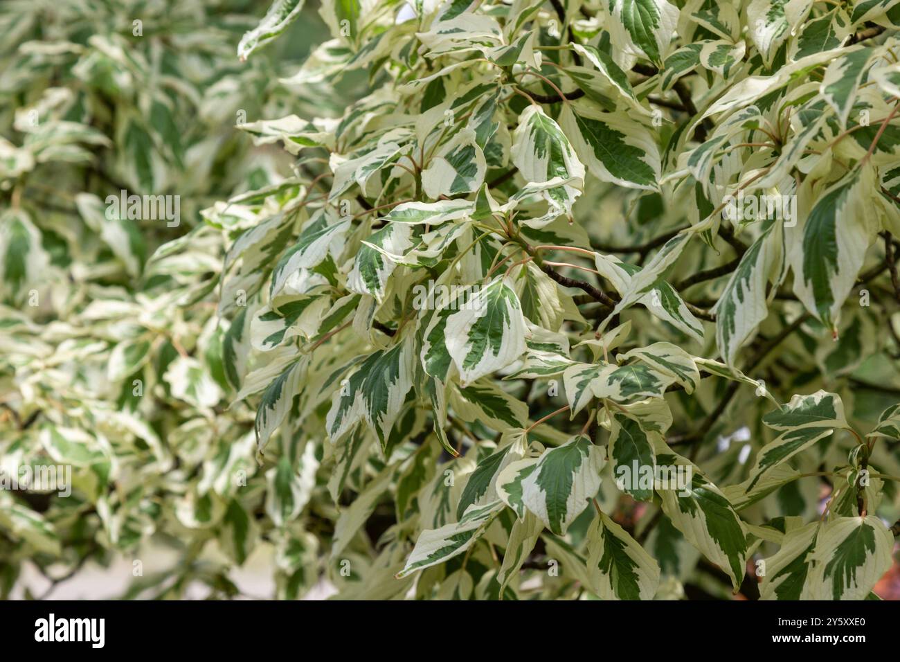 White and green foliage on a tree. Plant background. Closeup Stock ...