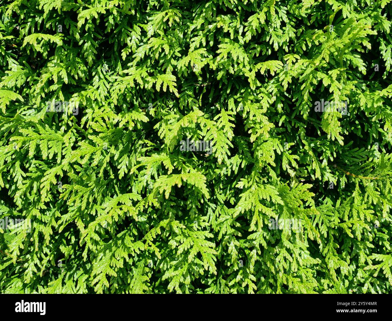 a large green thuja hedge, ideal as a texture or background. Versatile for garden, privacy screening, and landscape design. Stock Photo