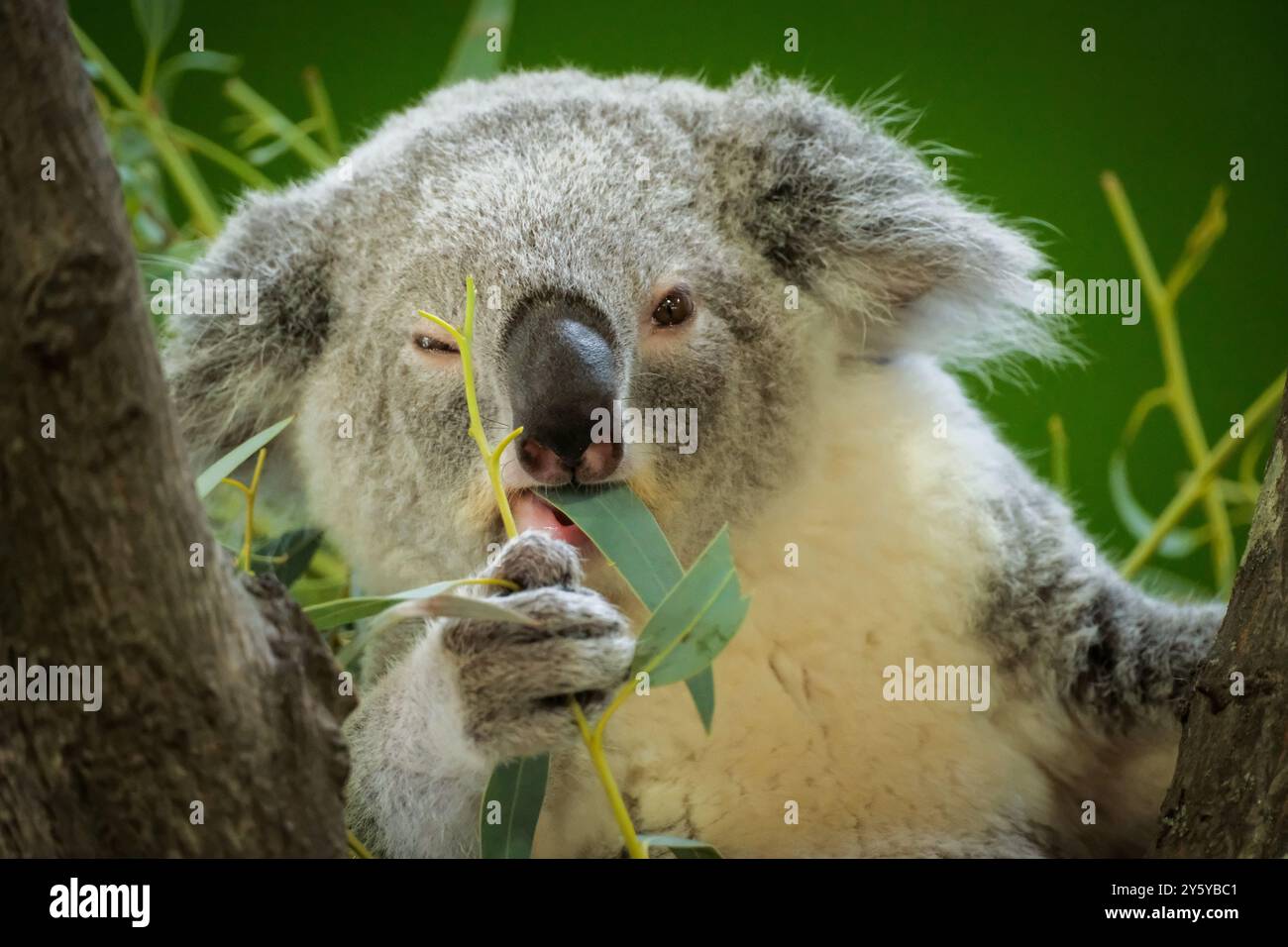Koala eating eucalyptus leaves hi-res stock photography and images - Alamy