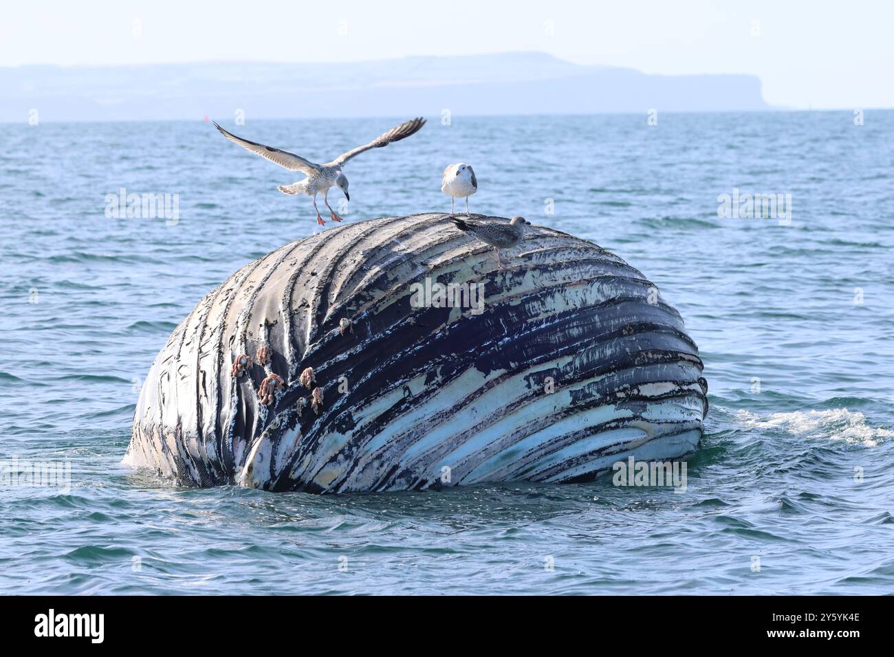 Dead Humpback Whale in the North Sea near Whitby, Yorkshire, UK Stock Photo