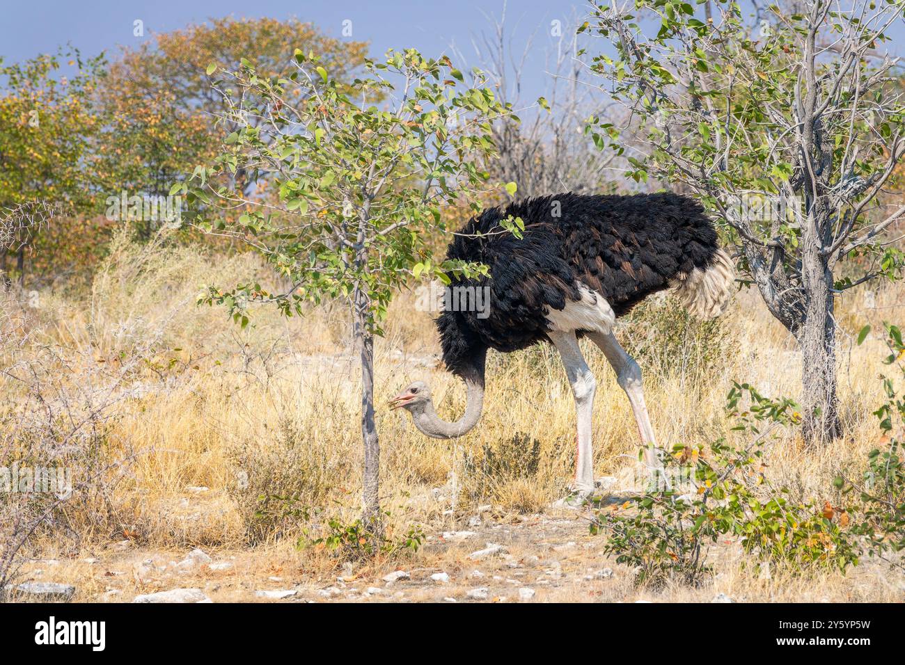 Ostrich in Etosha National Park, Namibia wildlife and game drive, Africa Stock Photo