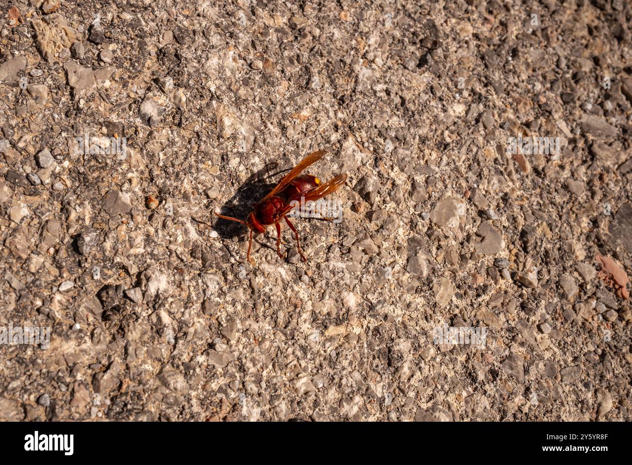 Karystos, September 15th 2024: Oriental Hornet in Greece Stock Photo