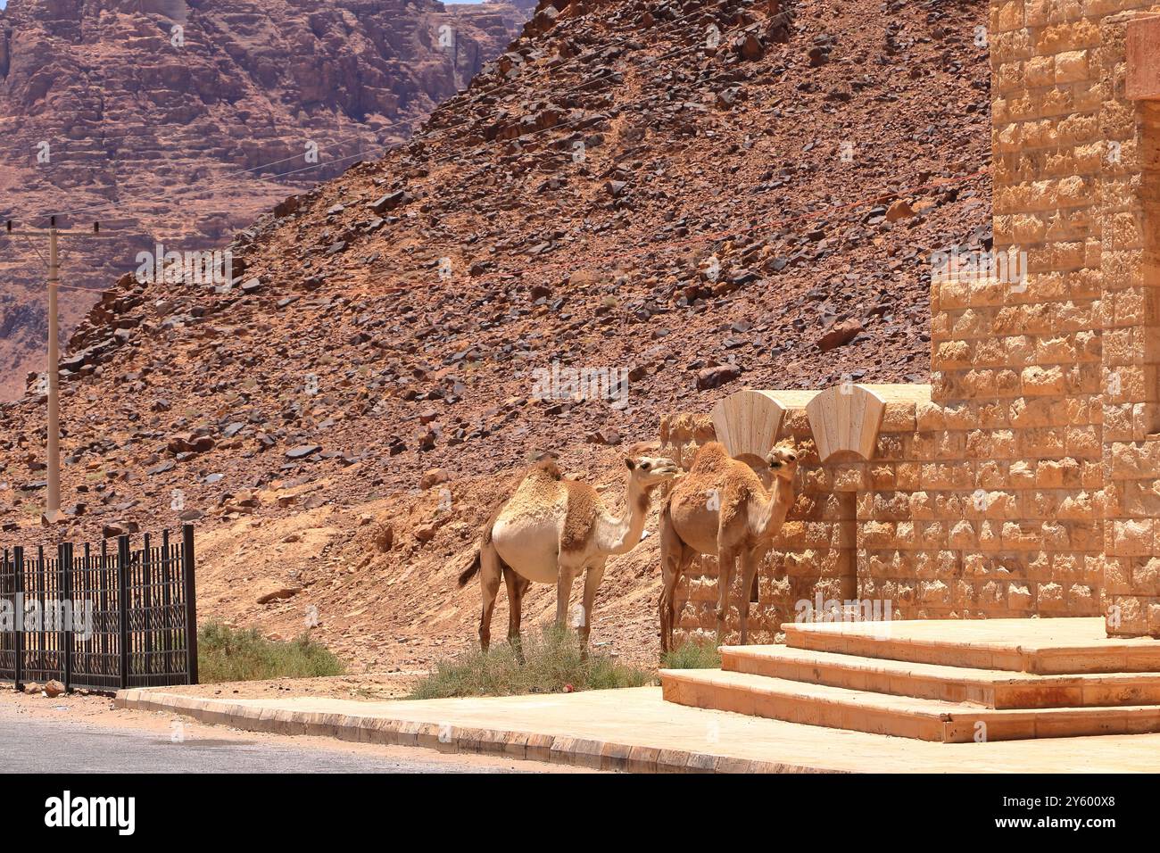 Camels in a Wadi Rum desert in Jordan Stock Photo - Alamy