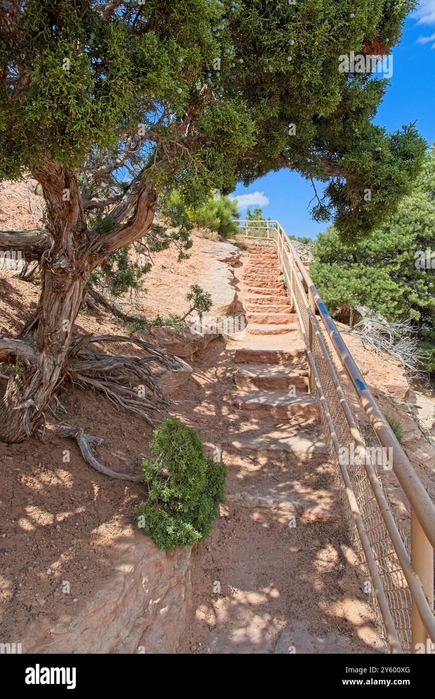 Sandstone block stairs climb along canyon rim, framed by old juniper ...