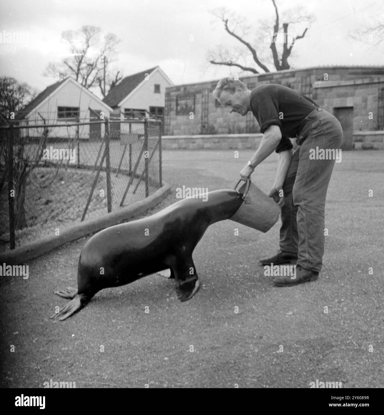 SEA LION FEEDING AT CHESSINGTON ZOO 8 FEBRUARY 1961 Stock Photo - Alamy