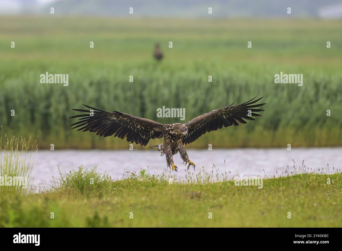 A white-tailed eagle (Haliaeetus albicilla) majestically spreads its wings over a meadow near a body of water, Katinger Watt, Toenning, Schleswig-Hols Stock Photo