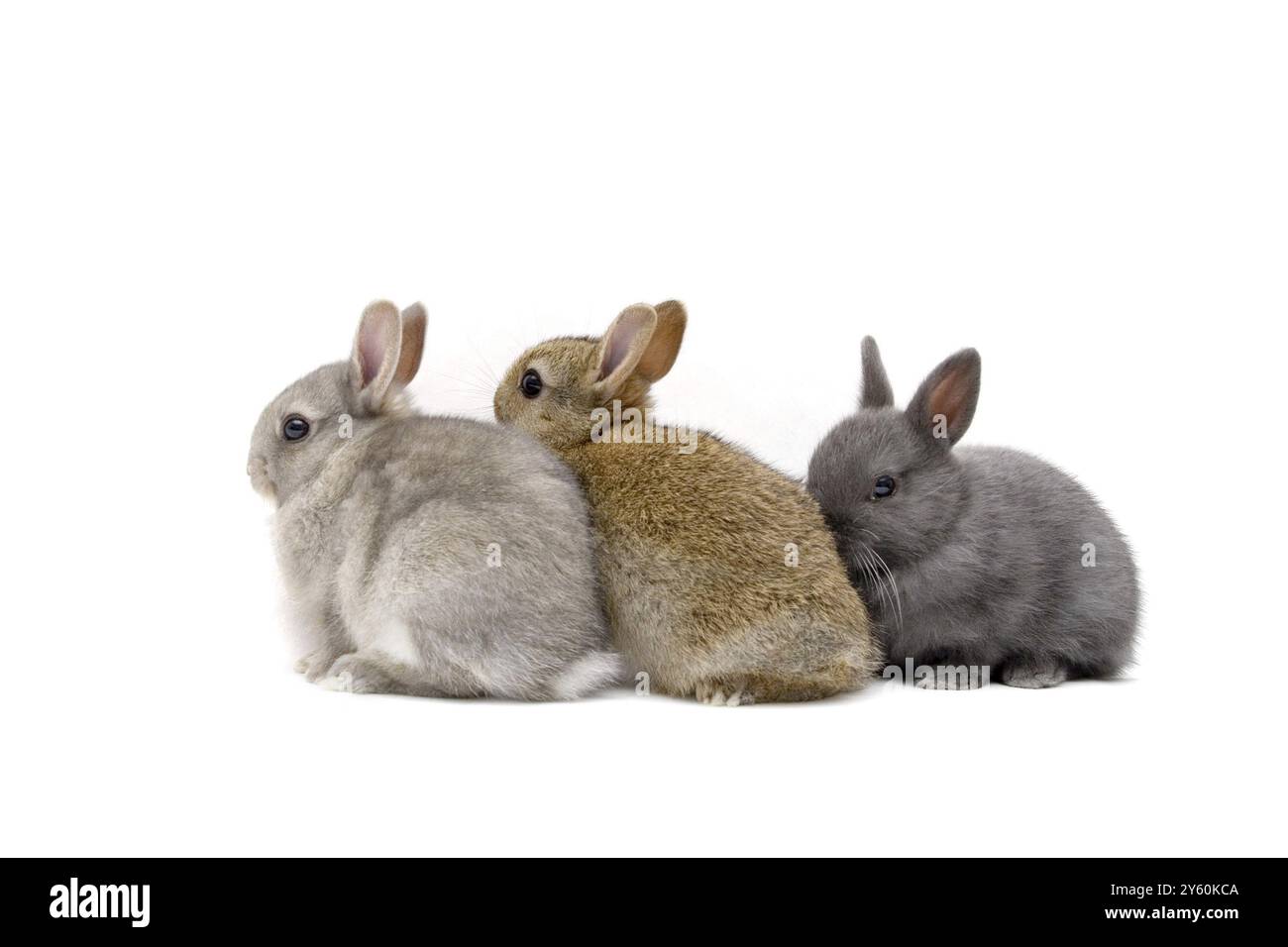 3 breeds Cut Out Stock Images & Pictures - Alamy