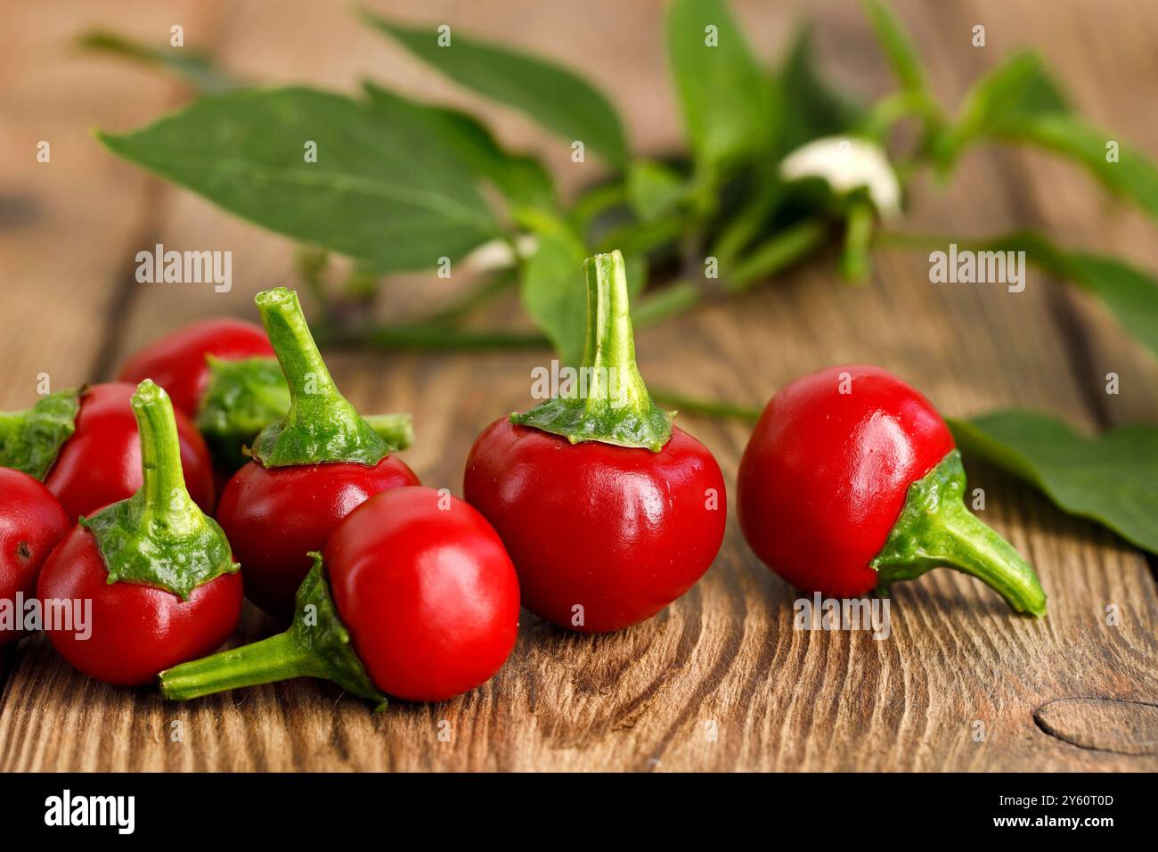 fresh red hot cherry peppers on wooden background, close up of round cherry bomb chilies Stock Photo