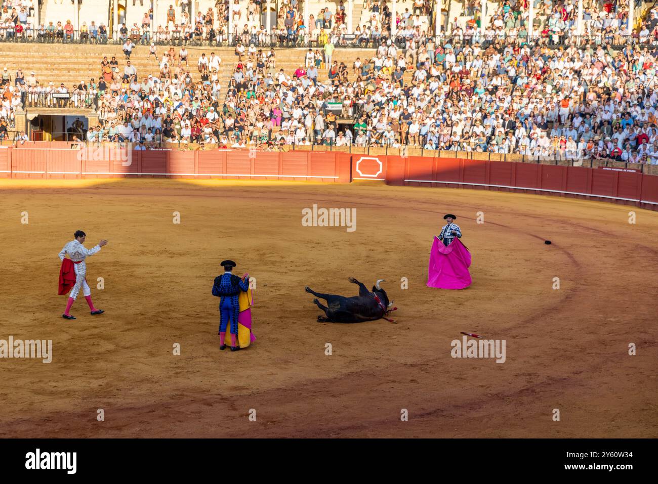 Traditional bullfighting his held at Plaza de Toros in Seville, Spain ...