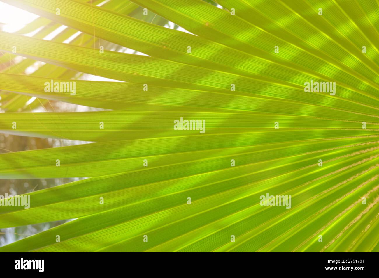 Blurred palm leaf natural background. Stock Photo