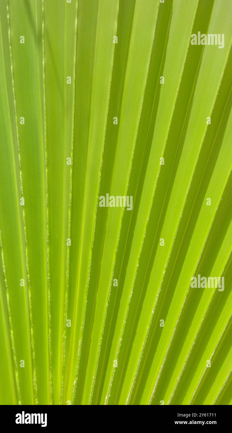 Blurred palm leaf natural background. Stock Photo