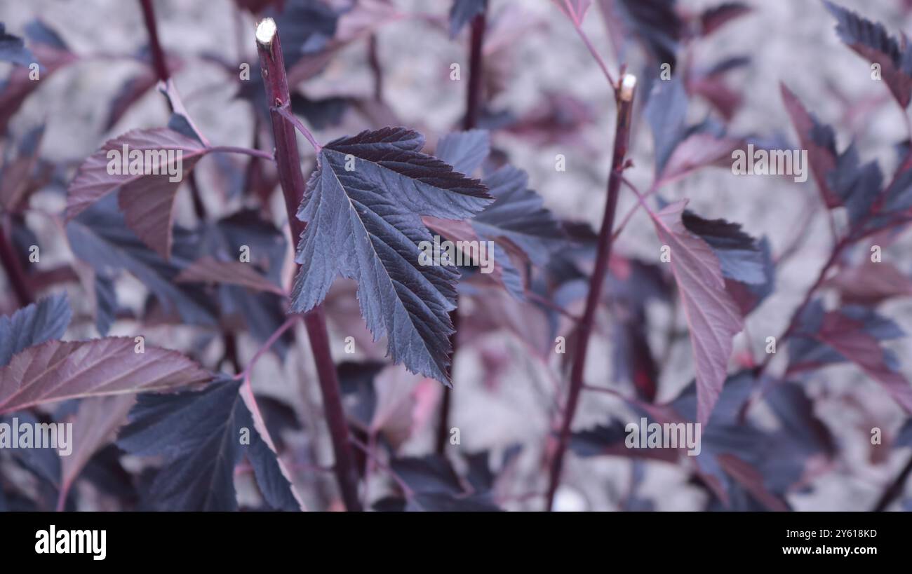 purple natural background with carved leaves on long stems, focus on foreground, background blurred, selective focus in floral pattern of bright park Stock Photo