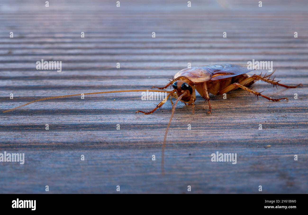 Calheta, Portugal. 18th Sep, 2024. An Oriental cockroach (Blatta Orientalis) runs across the wooden planks near a swimming pool. The cockroaches are significantly larger than their German relatives and are darker in color. Although the insects have wings, they cannot fly. Credit: Soeren Stache/dpa/17�Թ����� Live News Stock Photo