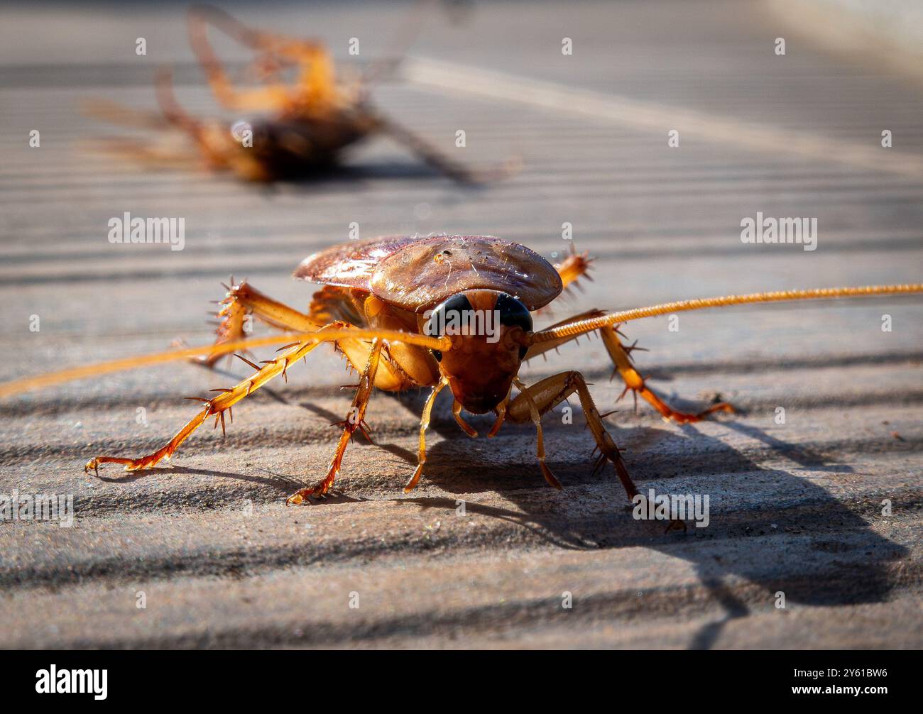 Calheta, Portugal. 18th Sep, 2024. An Oriental cockroach (Blatta ...
