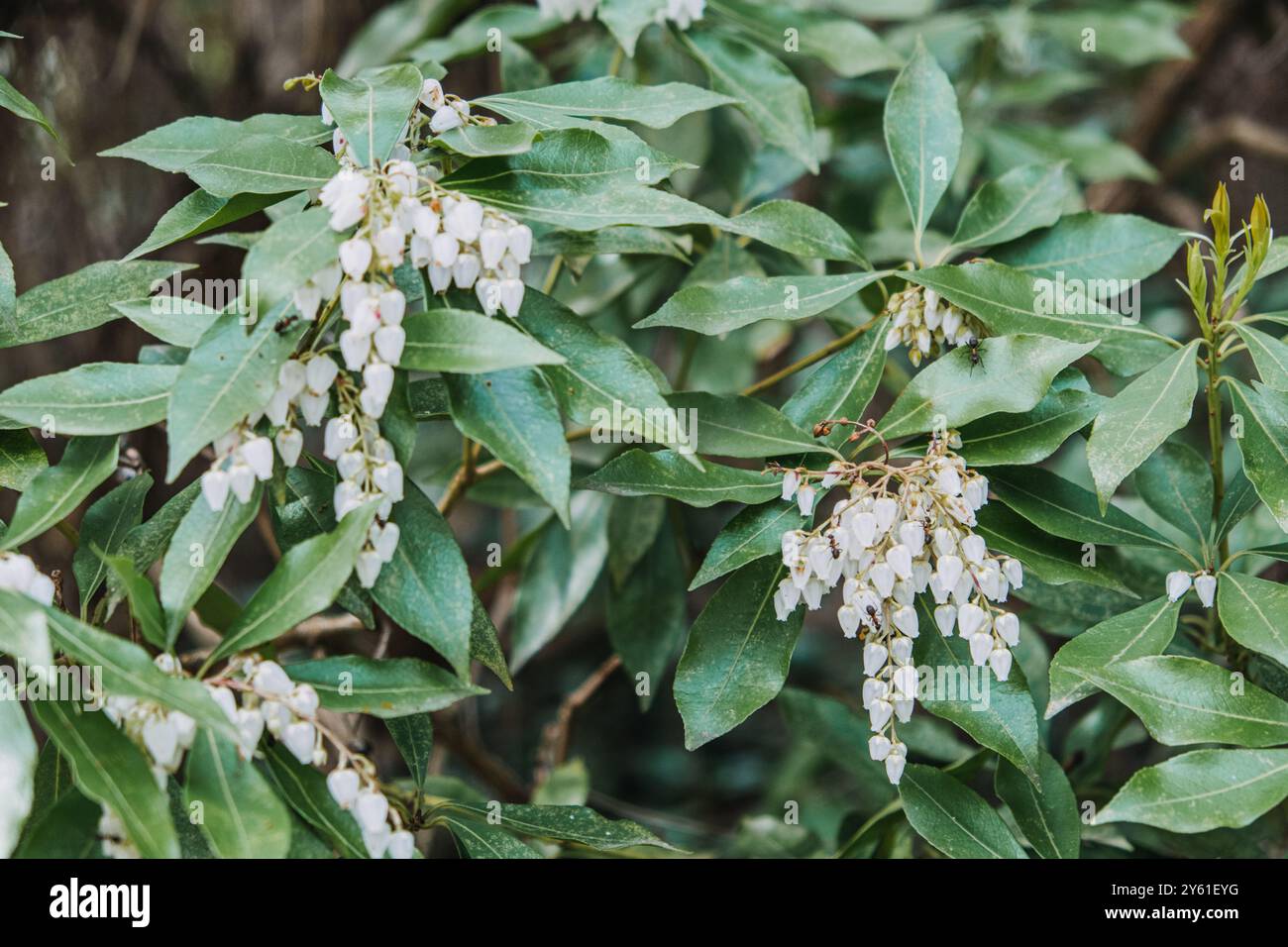 Shrub With White Bell Shaped Flowers