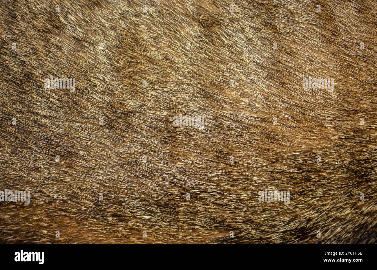 Tabby cat fur texture background. Cat fur texture background. Pet hair background. Cat fur Abstract background texture of fur cat close-up element des Stock Photo