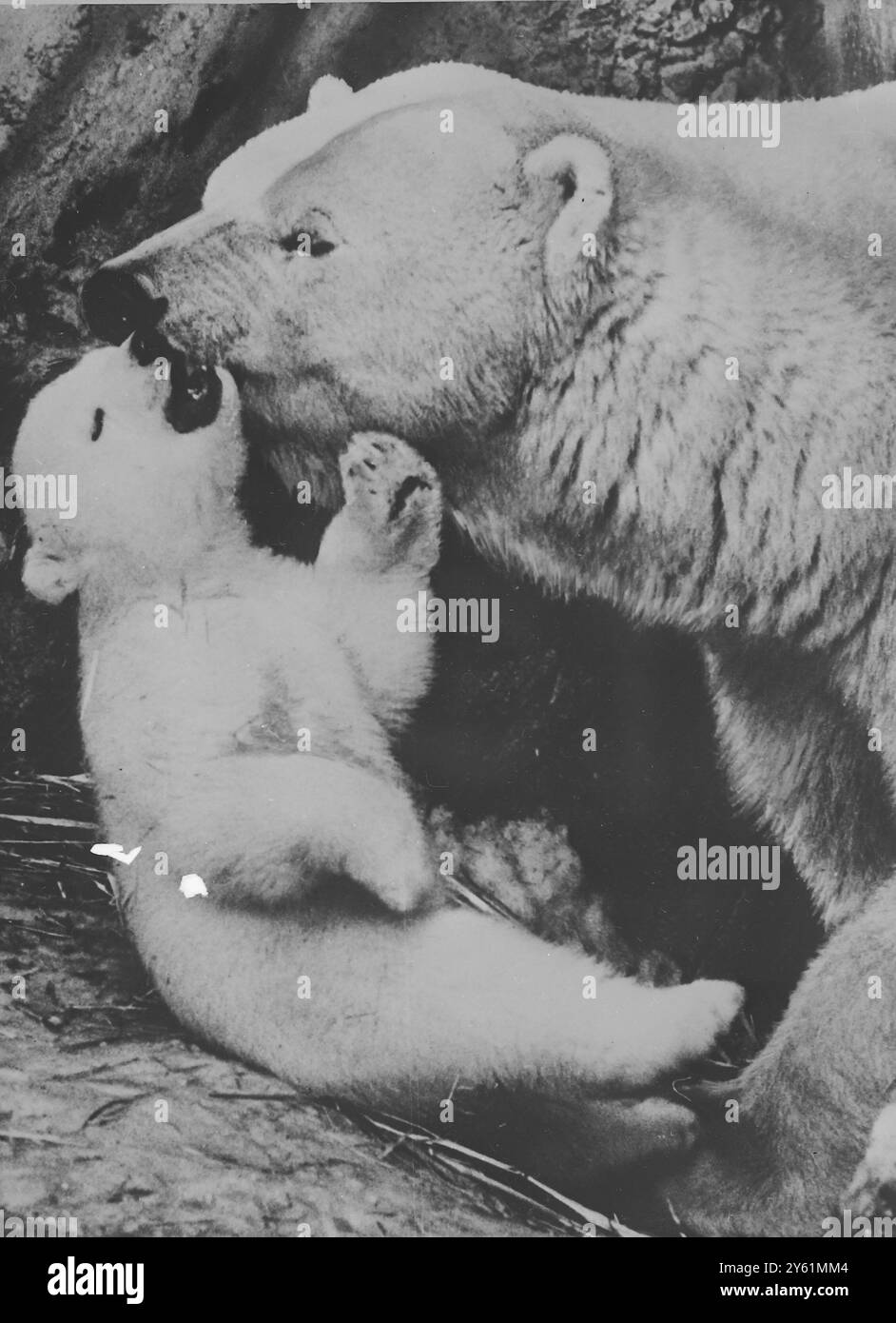 Polar cub Black and White Stock Photos & Images - Alamy