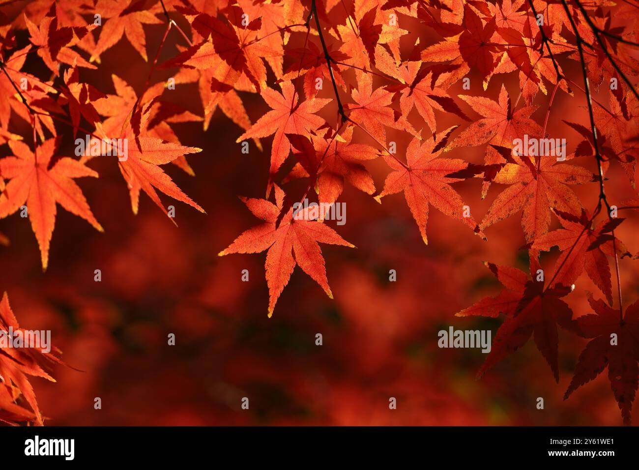 Close up japanese maple leaves hi-res stock photography and images - Alamy
