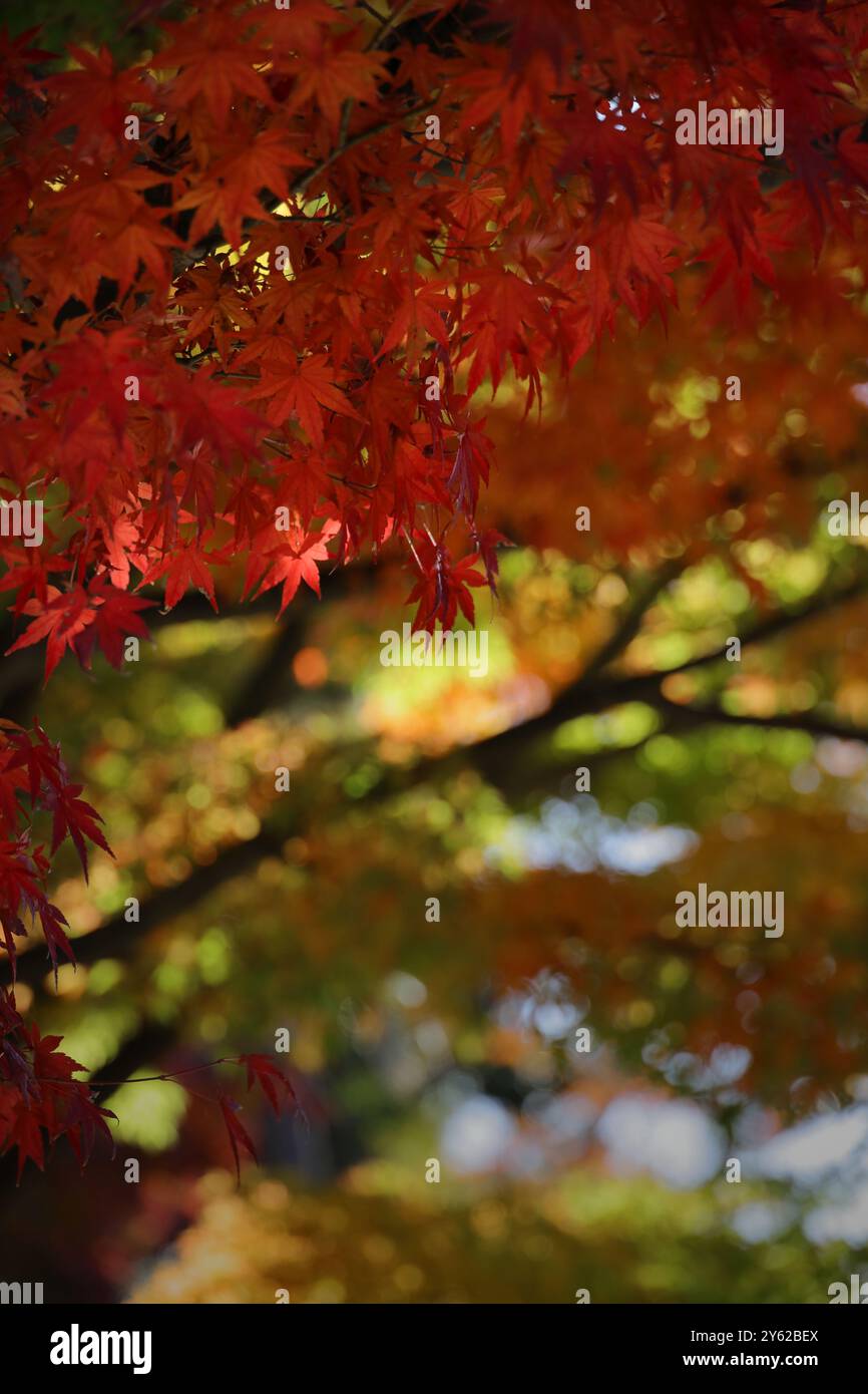 Close-up photo of red Japanese maple leaves Stock Photo - Alamy