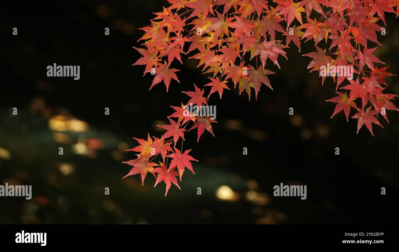 Japanese maple garden suburban hi-res stock photography and images - Alamy