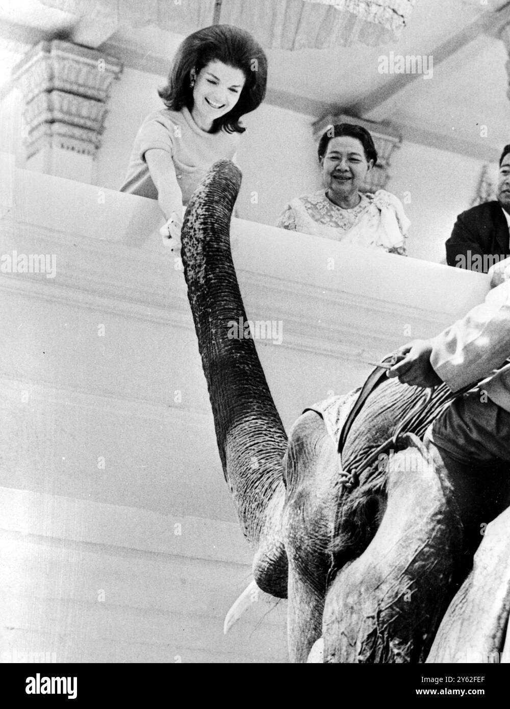 Phnom Penh : Mrs John . F . Kennedy gleefully feeds a Royal Elephant at ...