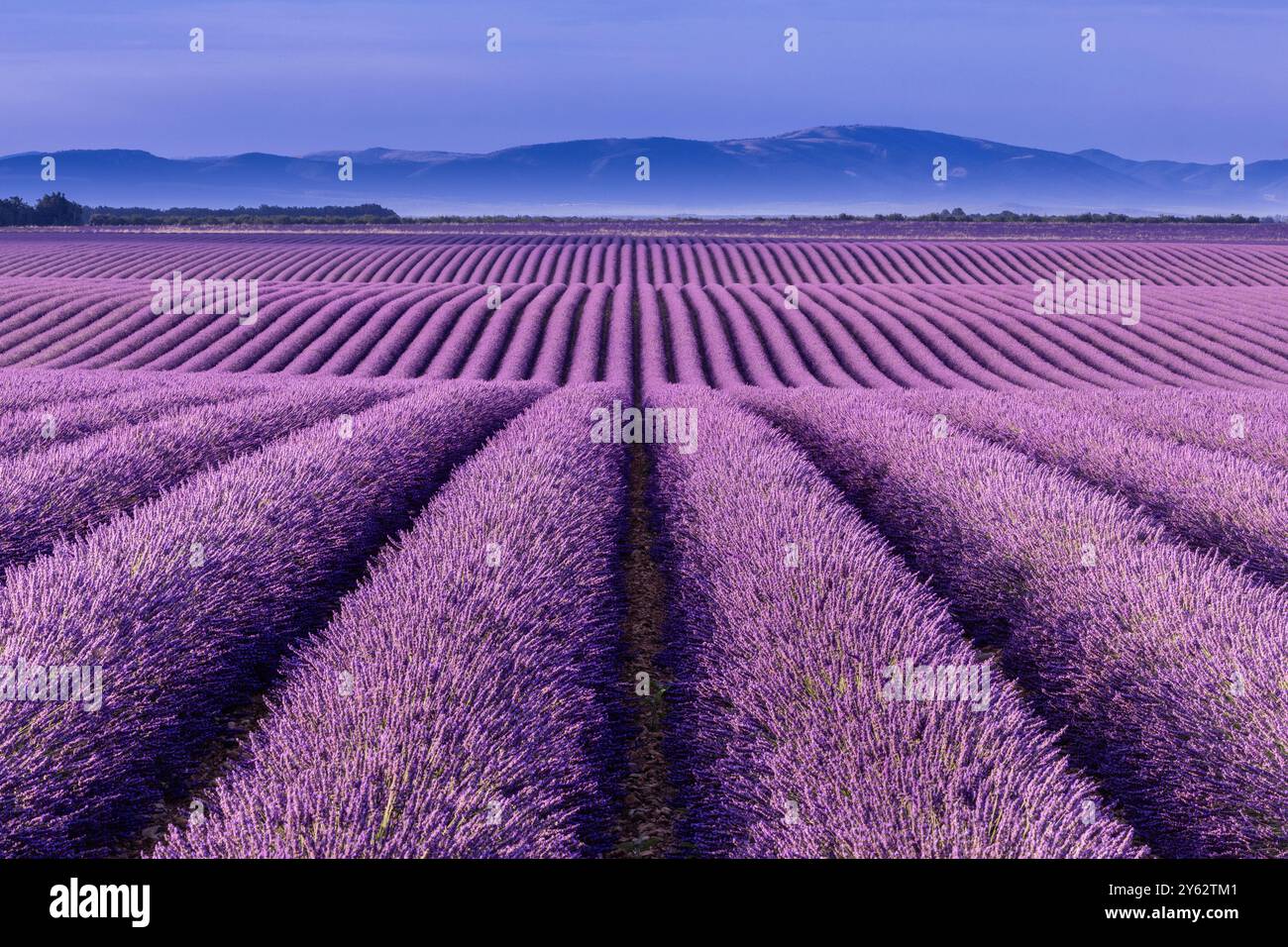 Rolling lavender fields and distant mountains of Plateau de Valensole, Alpes-de-Haute-Provence Stock Photo