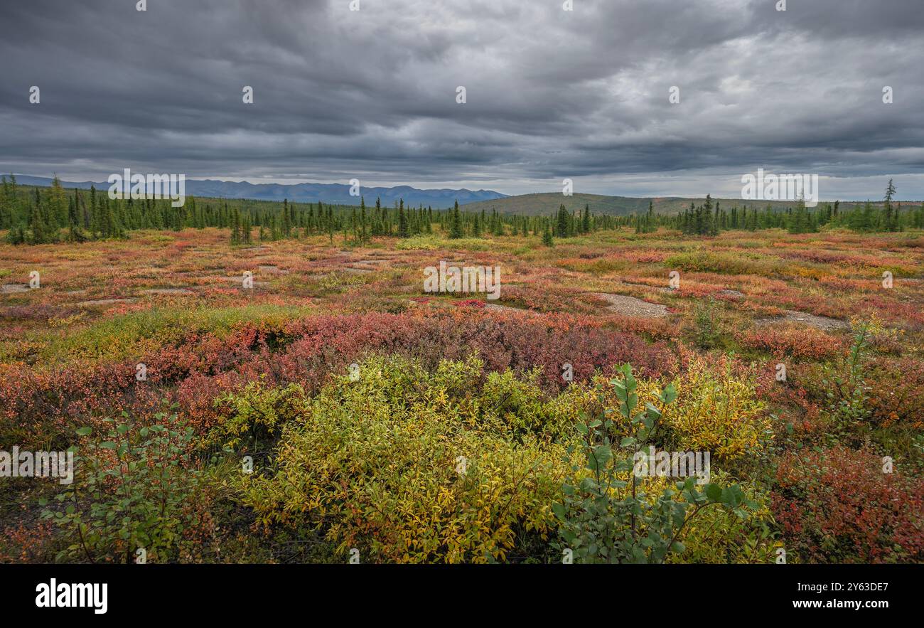 Autumn Foliage and Richardson Mountains at the Arctic Circle in Yukon, Canada Stock Photo