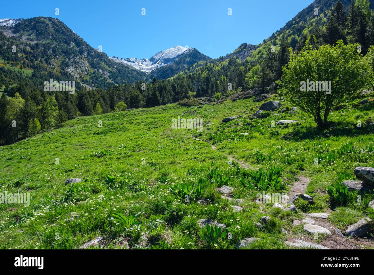 Alpine meadows and forests of Sorteny Nature Reserve, Andorra with a trail leading toward snow covered mountains Stock Photo