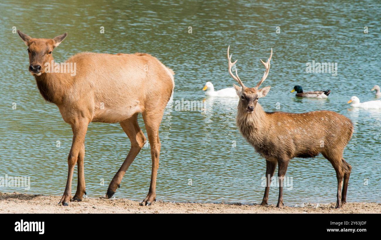 Goose near lake forest hi res stock photography and images Alamy