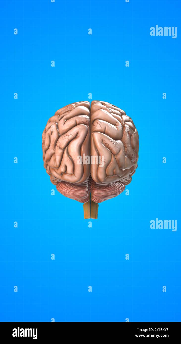 Human Internal Organ Of Brain Stock Photo Alamy external-parts-of-the-eye-stock-vector-images-alamy