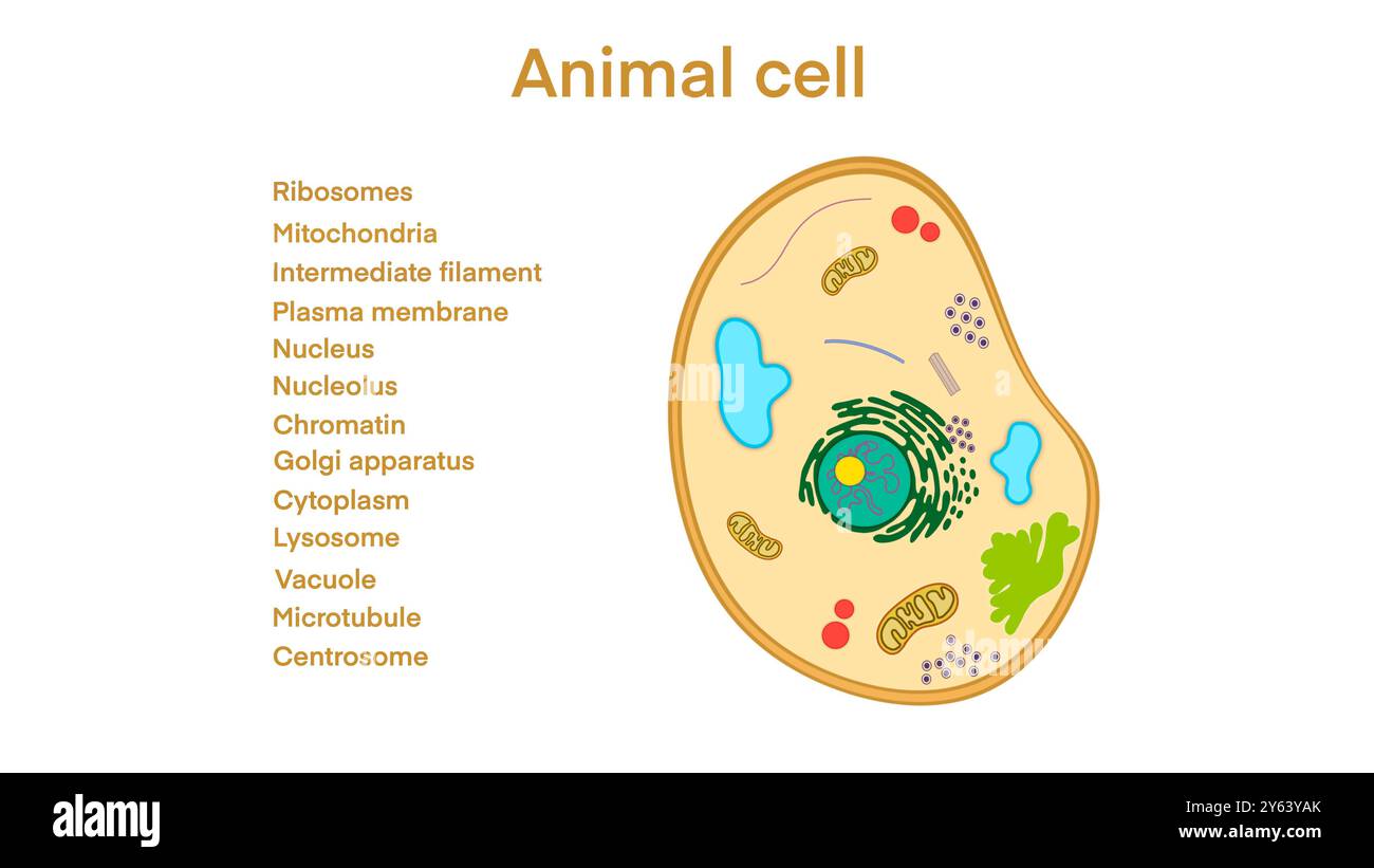 animal cell anatomy, biological animal cell with organelles cross section, Animal cell with placed text annotations to all organelles, Animal cell Stock Photo