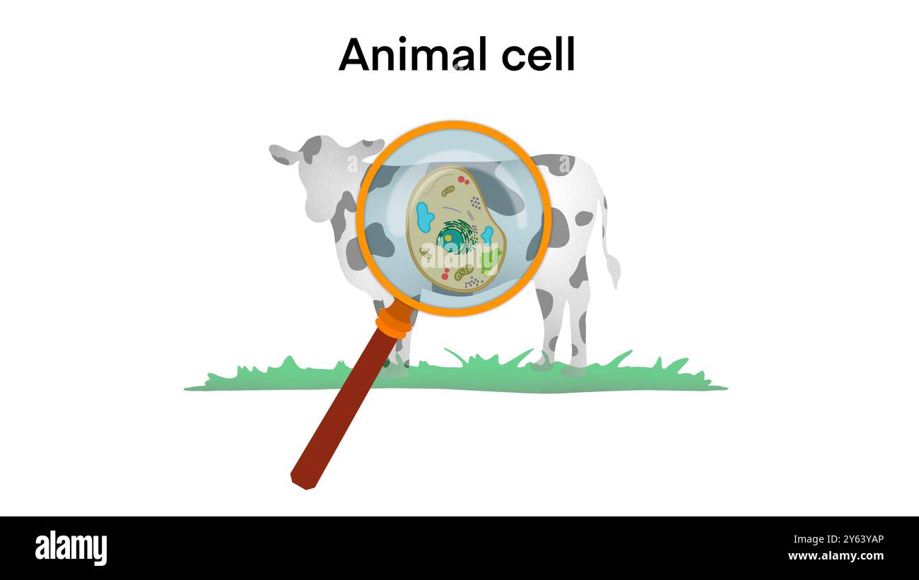 animal cell anatomy, biological animal cell with organelles cross section, Animal cell structure. Educational material, Anatomy of animal cell Stock Photo