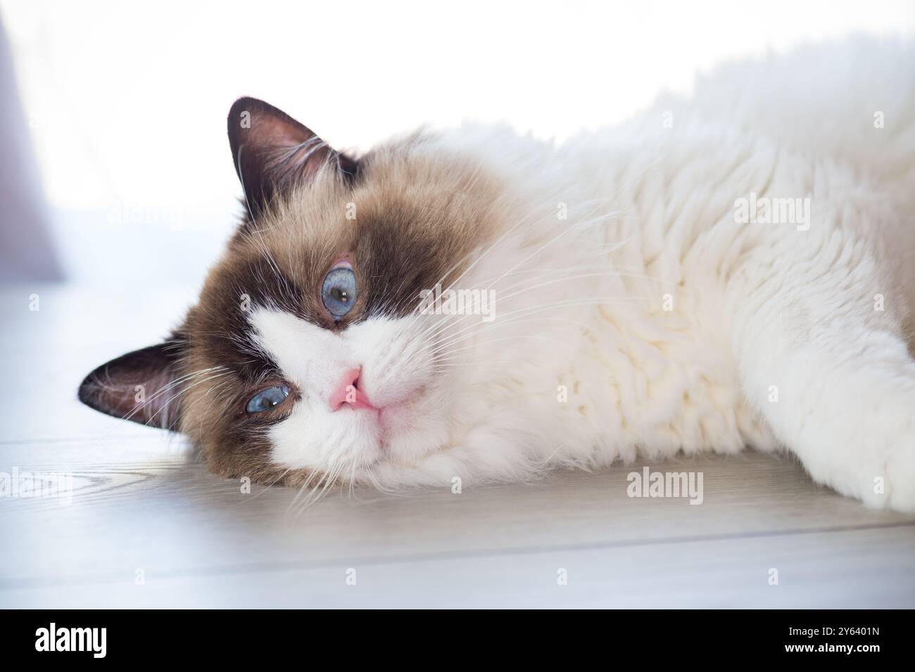 Beautiful young healthy Ragdoll cat isolated on a white background ...