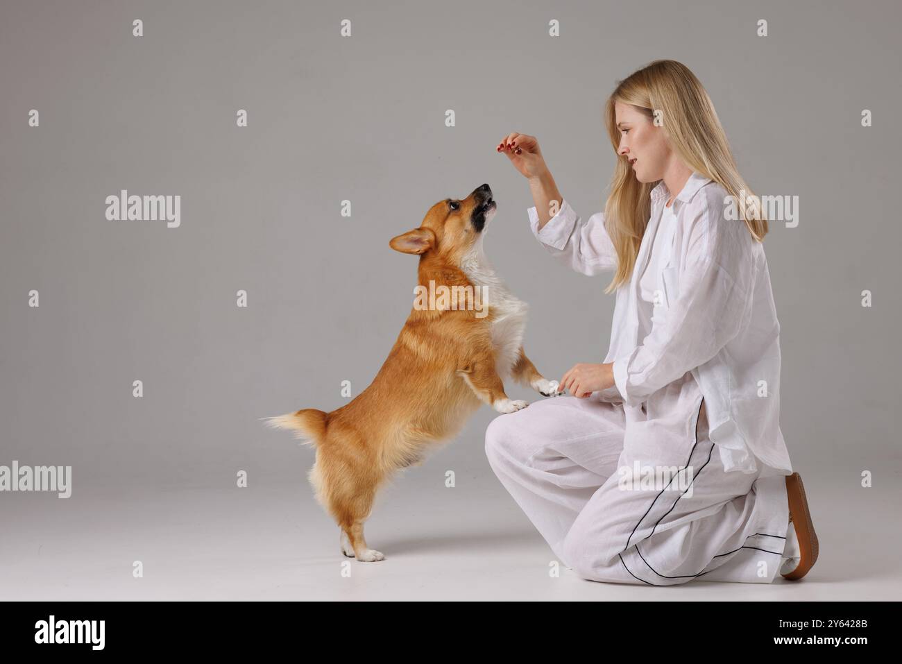 woman training welsh corgi pembroke on isolated white background , dog ...