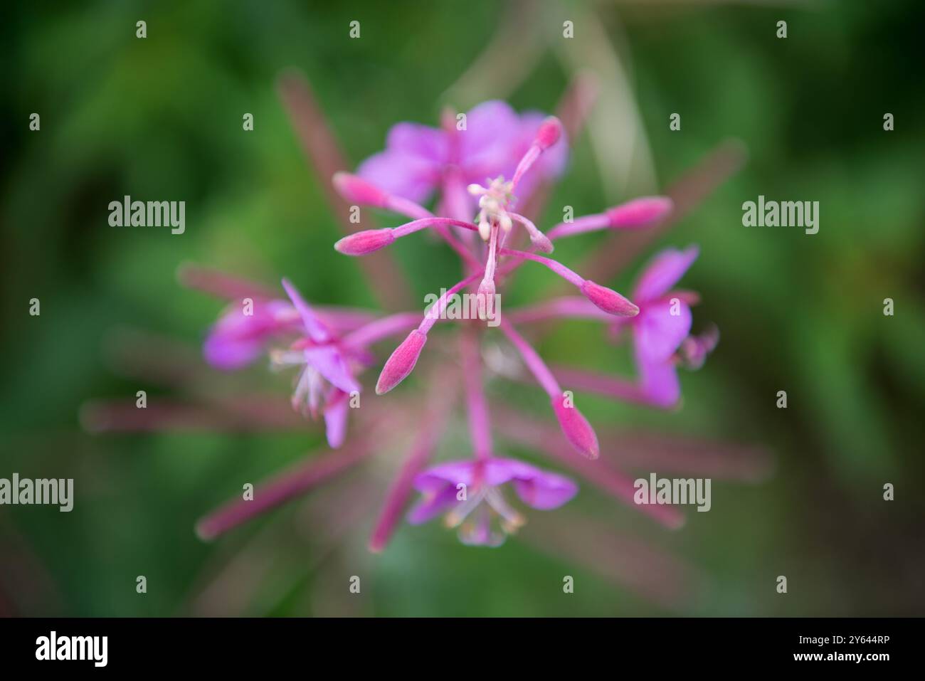Pink wildflower hi-res stock photography and images - Alamy
