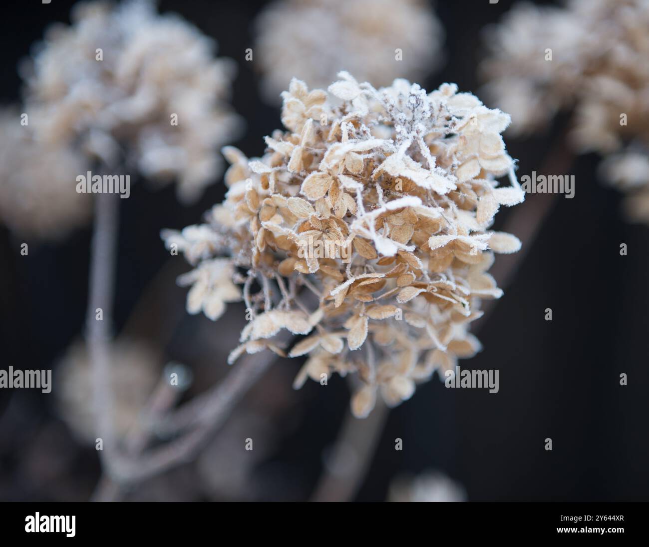 Frosty Hydrangea Shrub Flower Stock Photo