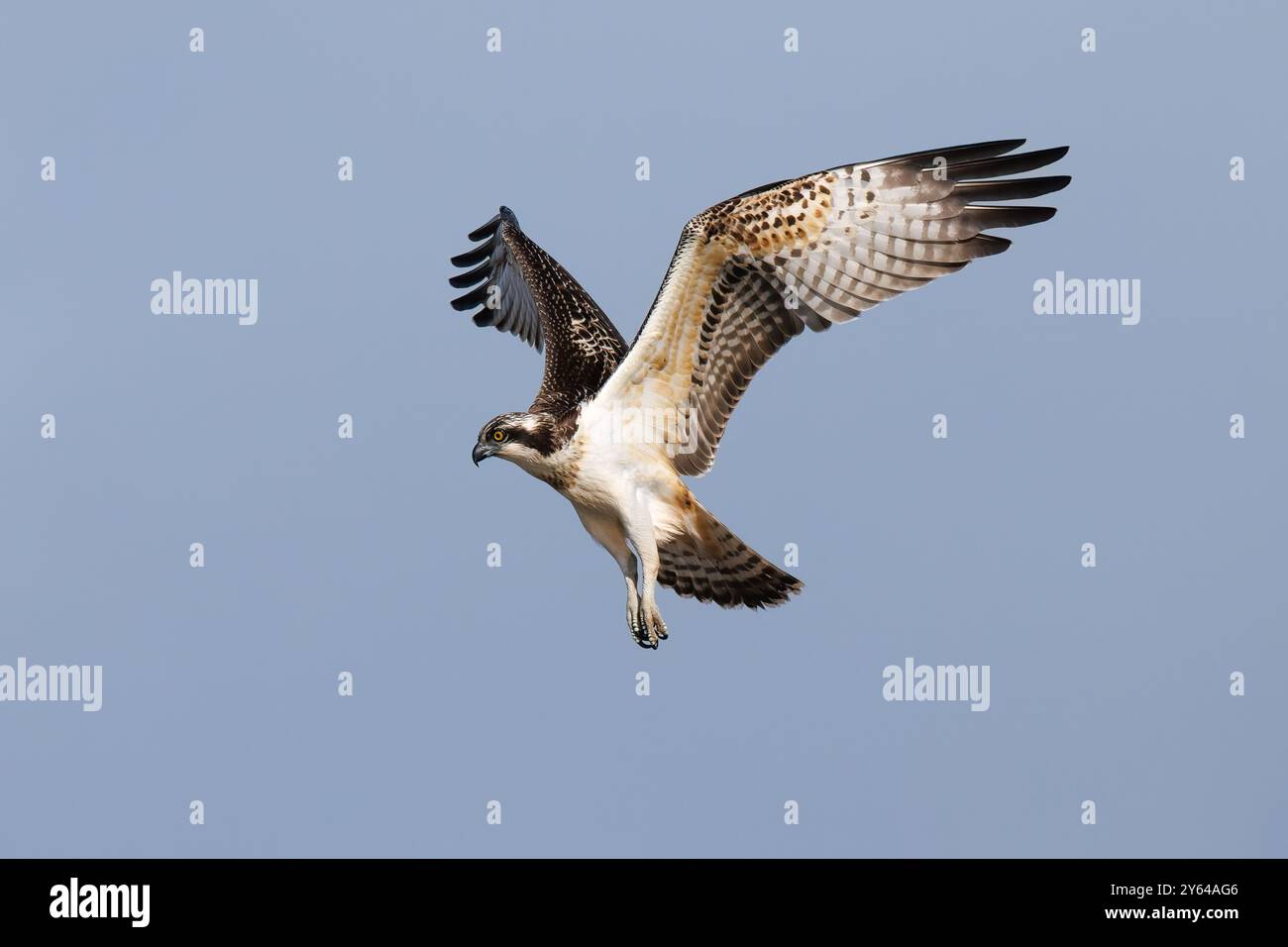 Juvenile Osprey hovering as it looks for prey Stock Photo